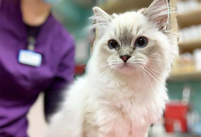 Cat Veterinary Care, Deerfield